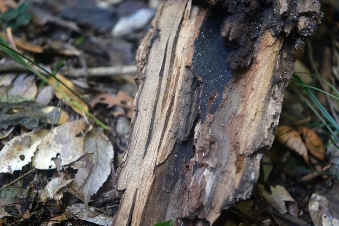 1650441004777640.jpg 6.jpg