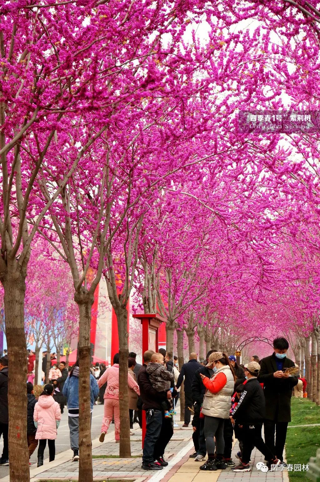 1651047489680624.jpg 3.jpg