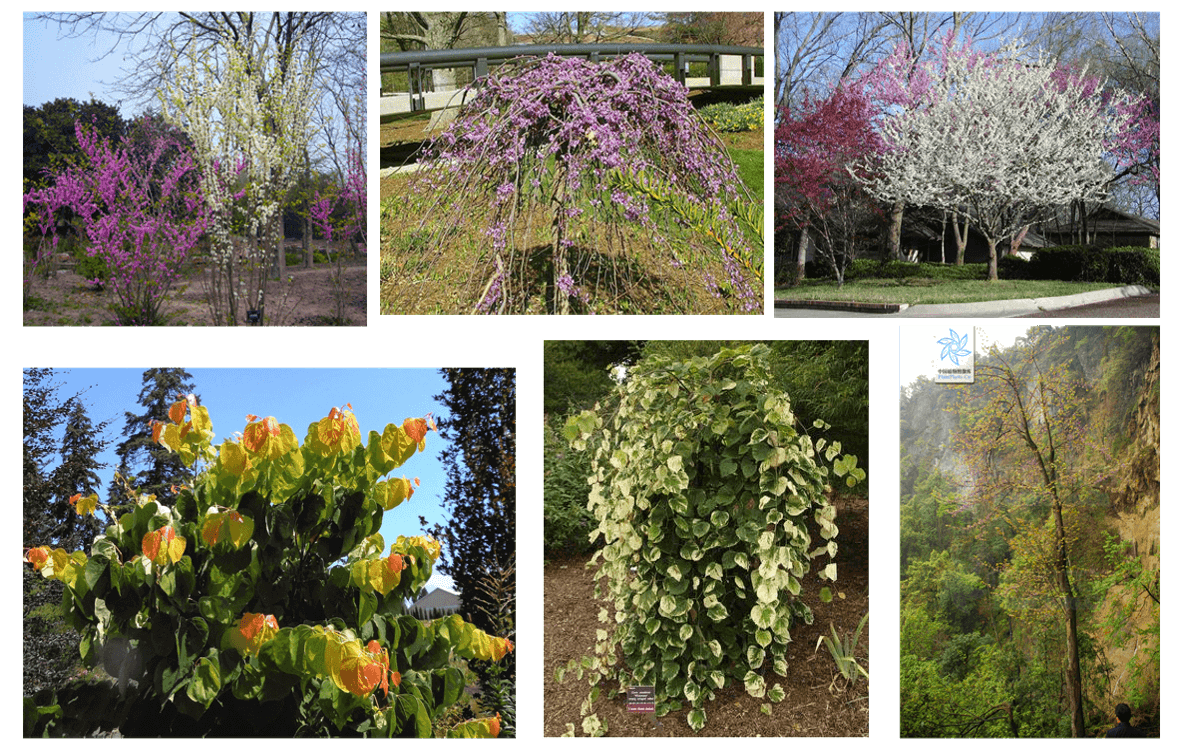 圖11-4 湖北紫荊新品種培育中樹形方面的可能性.png